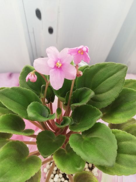 23 oct - Mac s Tiamat