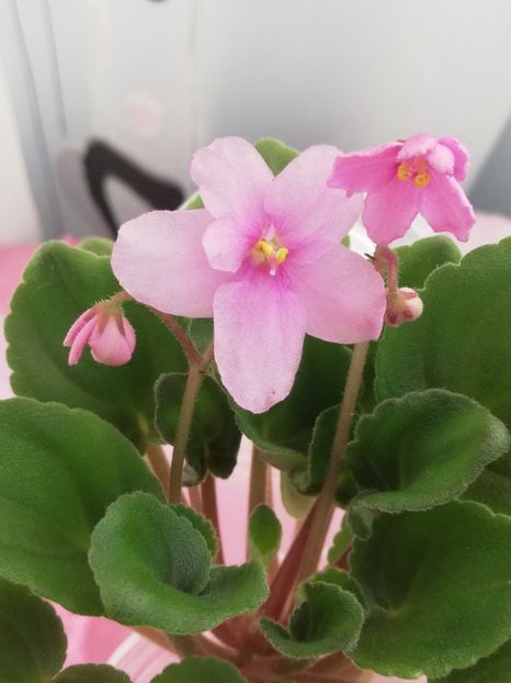 23 oct - Mac s Tiamat