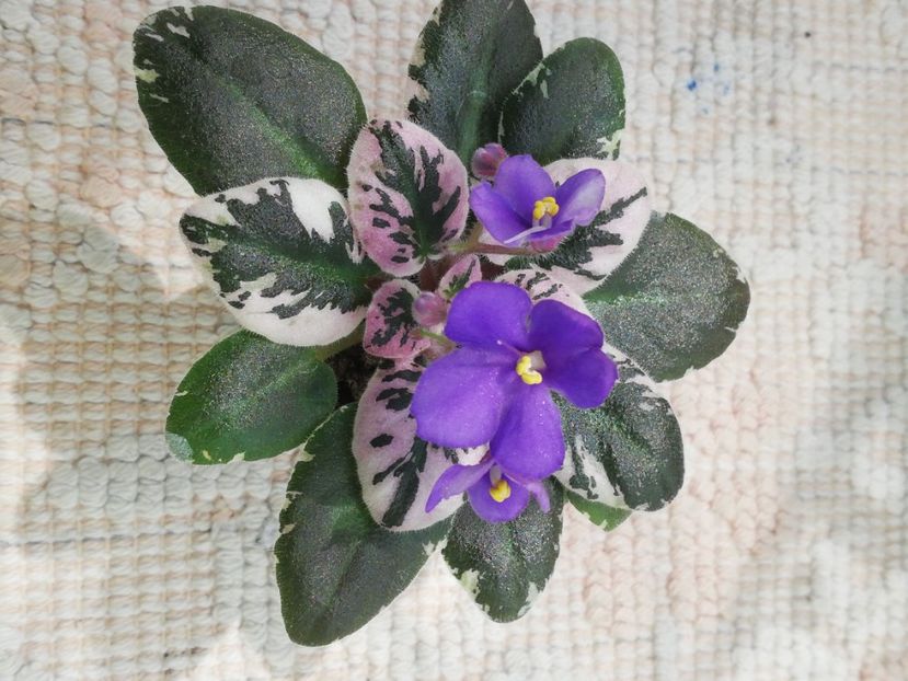 29 iun - N Kot Bajun