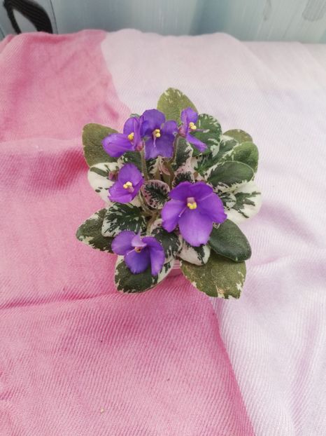 23 oct - N Kot Bajun