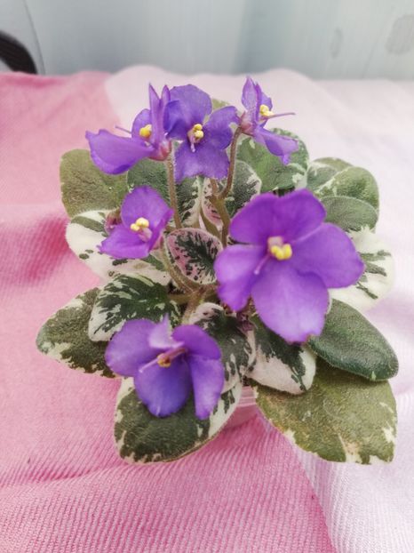 23 oct - N Kot Bajun