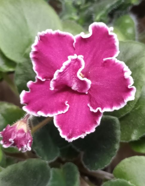 LE Dance Of Fire - PORTRETE