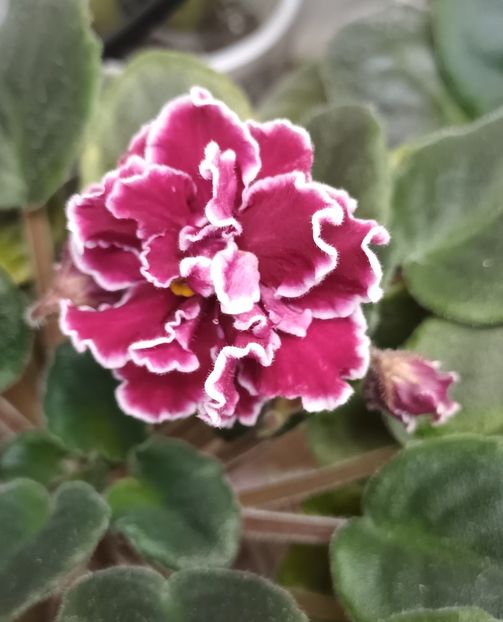 LE Dance of Fire - PORTRETE