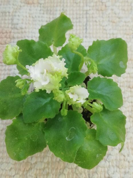 12 iun - Lil Glimpse O Spring