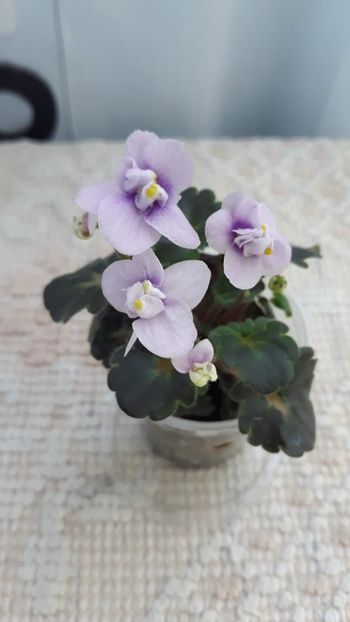 17 iun - Fay s Madeleine