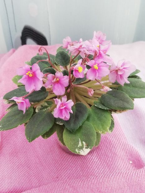 23 oct - ZZ Snuggle Bear