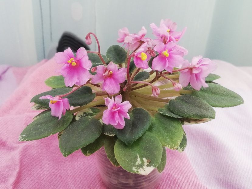 23 oct - ZZ Snuggle Bear