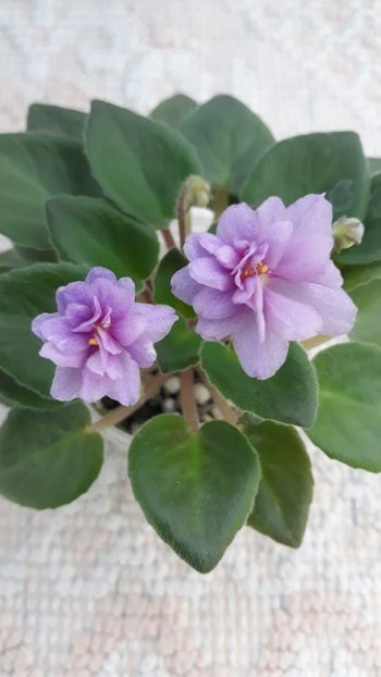 17 iun - Allegro Paisley Pony