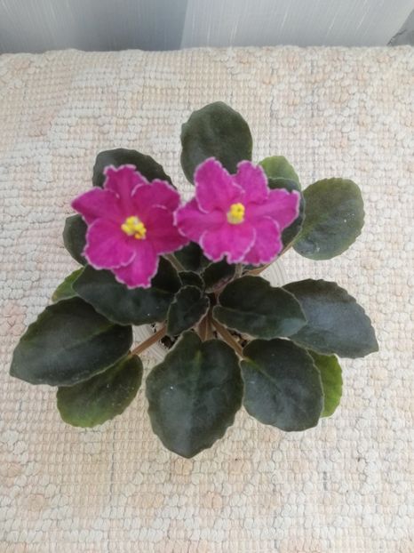 12 iun - NK Gutsulka Ksenya