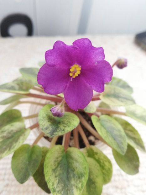 3 apr (56) - Mac s Cosmic Cabaret