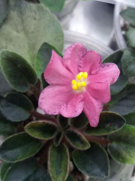 8 apr - Mac s Cosmic Cabaret