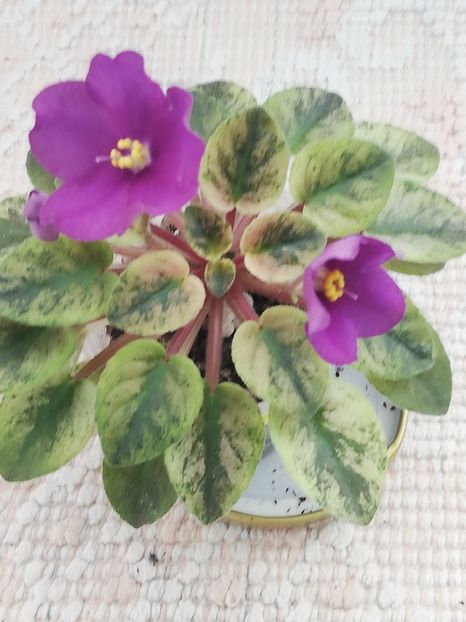 8 apr - Mac s Cosmic Cabaret