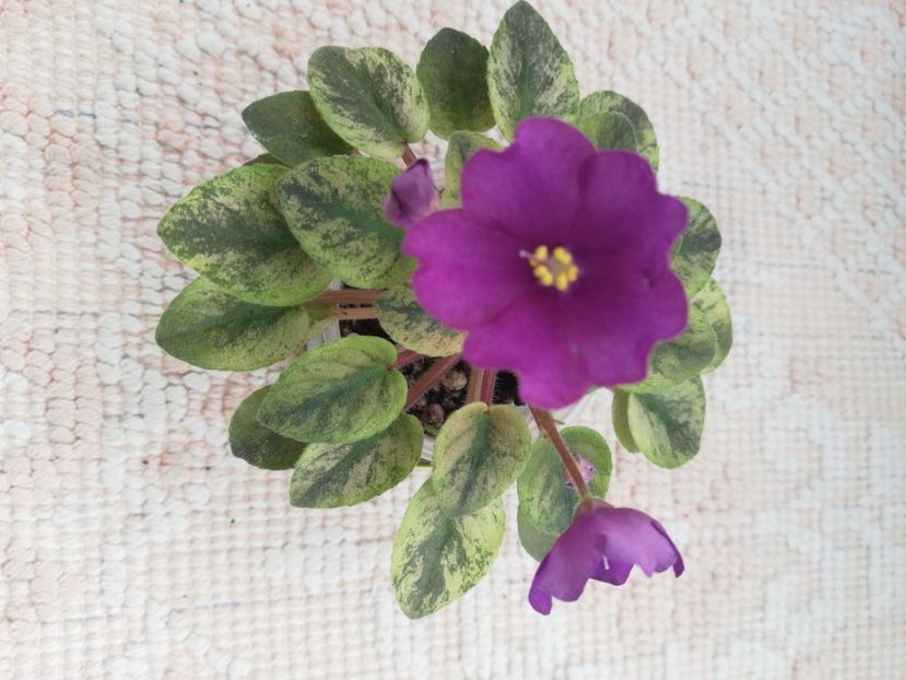 8 apr - Mac s Cosmic Cabaret