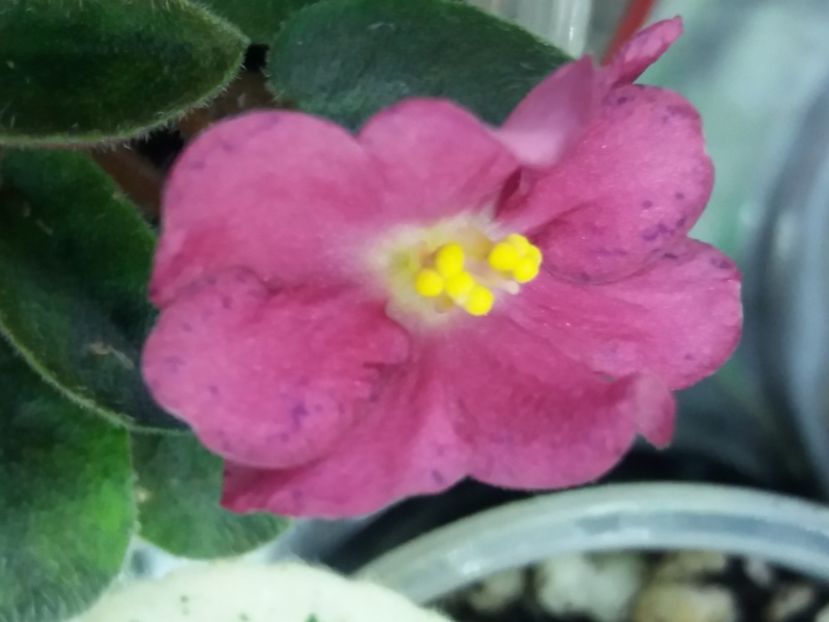 14 apr - Mac s Cosmic Cabaret