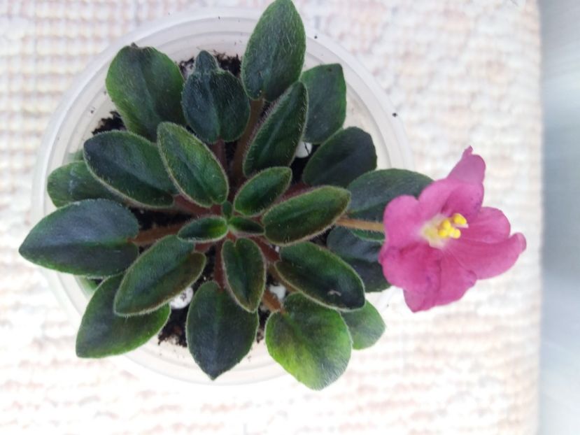 14 apr ( - Mac s Cosmic Cabaret