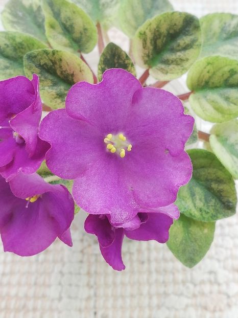 19 apr - Mac s Cosmic Cabaret