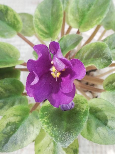 29 iun - Mac s Cosmic Cabaret