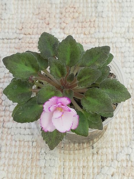 22 iun - Morgan s little Linnie