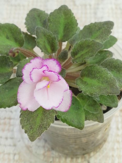 22 iun - Morgan s little Linnie