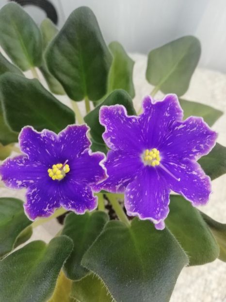 22 iun - ND Uraljskiye Samotsvety