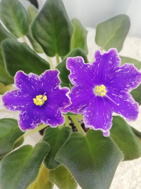 22 iun - ND Uraljskiye Samotsvety