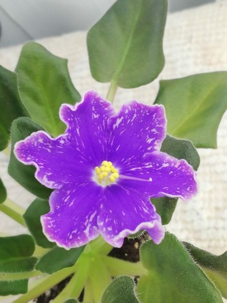 22 iun - ND Uraljskiye Samotsvety