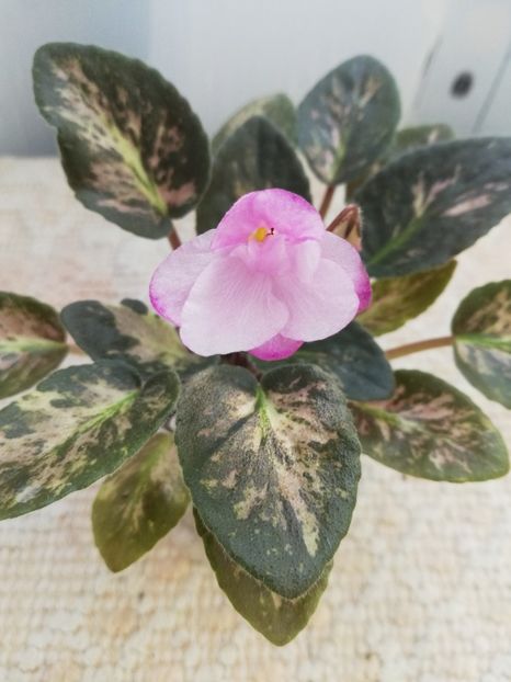 12 iun - Hand Picked