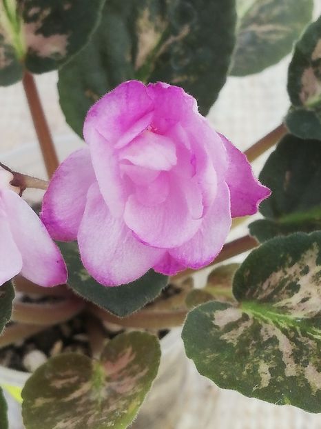 22 iun - Hand Picked