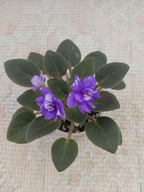 18 iul - N Mlechniy Put