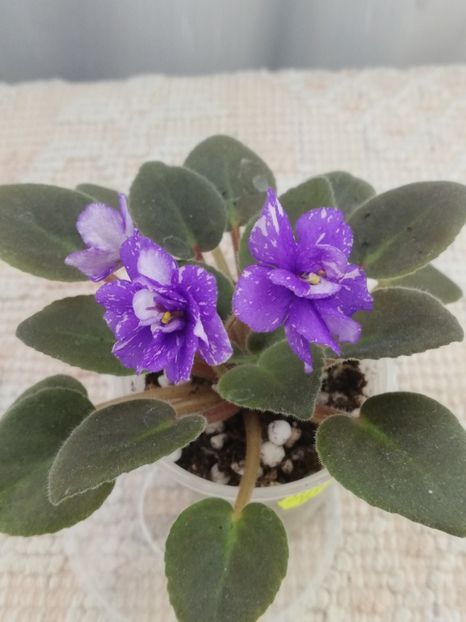 18 iul - N Mlechniy Put