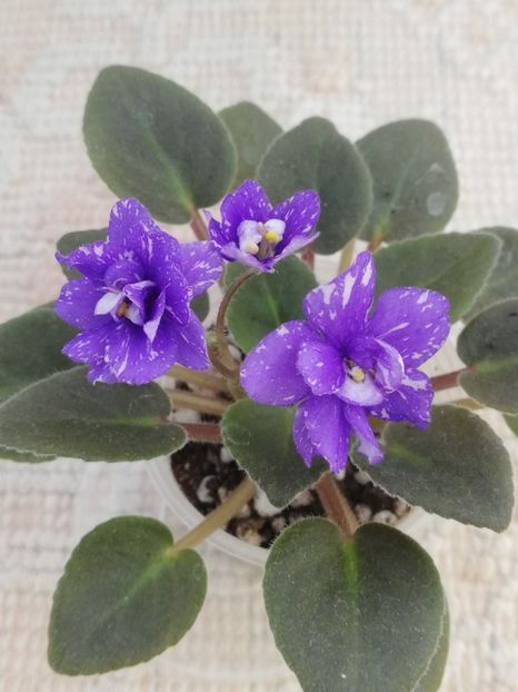 18 iul - N Mlechniy Put