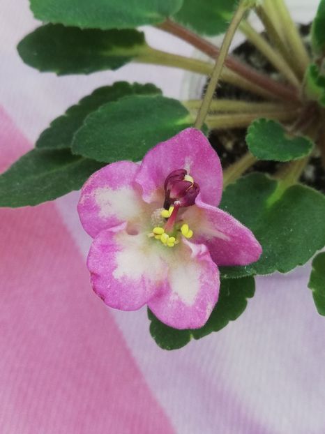 23 oct - Snuggles Lady Dawn