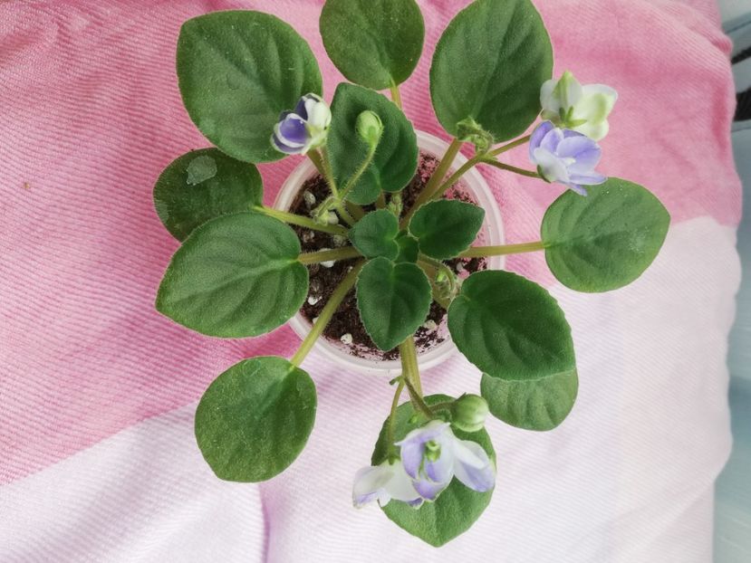 23 oct - LE Son Trava