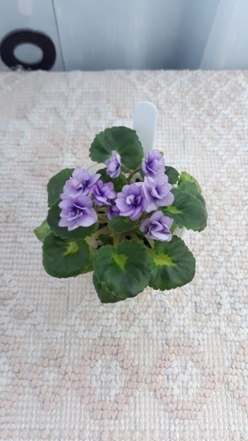 17 iun - Little Caboose