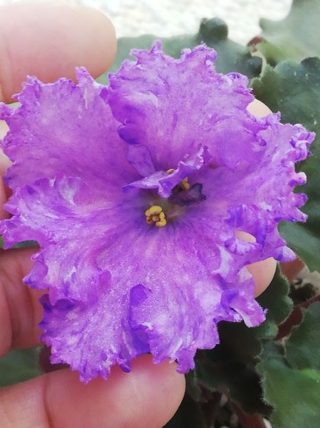 18 iul - AV Nibelungs