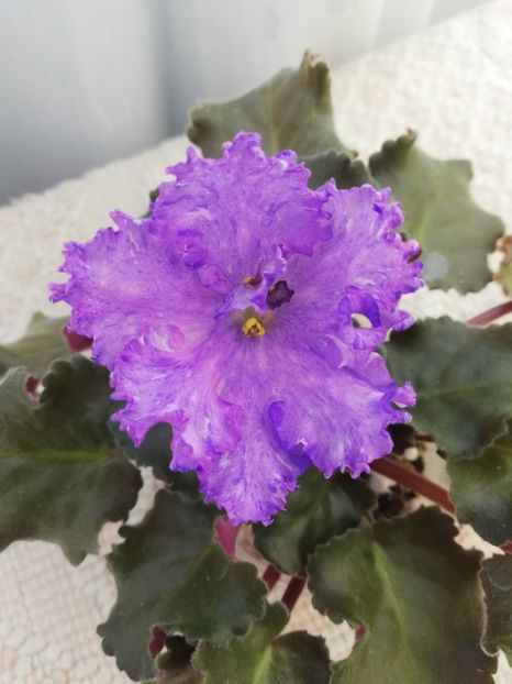 18 iul - AV Nibelungs