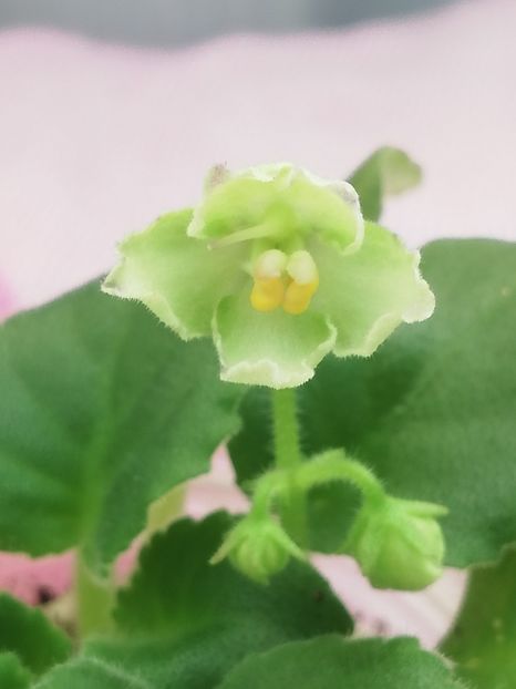 23 oct - N Liagushonok