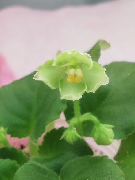 23 oct - N Liagushonok