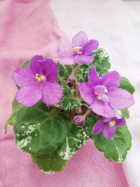 23 oct - Rob s Jee Jim