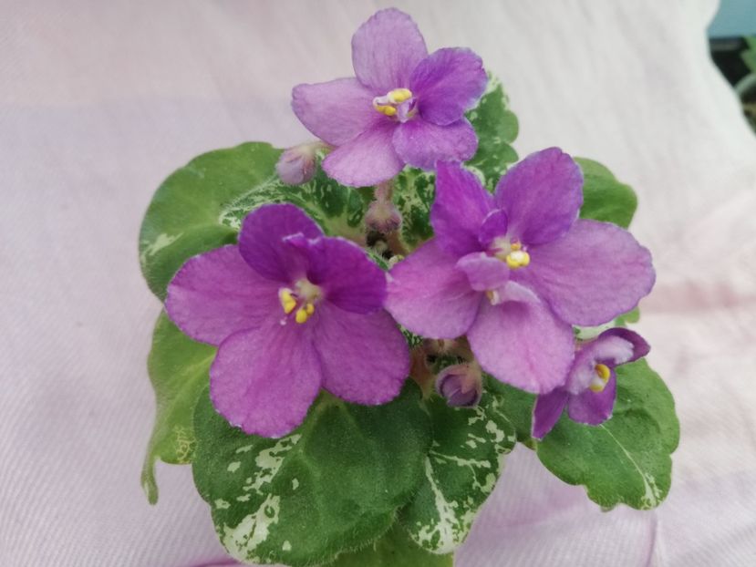 23 oct - Rob s Jee Jim