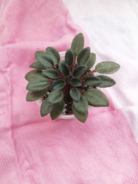 23 oct - Tipped Honey