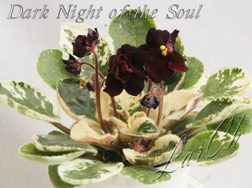 Dark Night of the Soul - Dark Night of the Soul