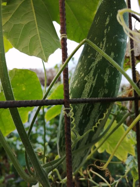  - SEMINTE DOVLECEL SARPE - D 201 TRICHOSANTES CUCUMERINA - VIETNAM