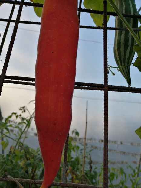  - SEMINTE DOVLECEL SARPE - D 201 TRICHOSANTES CUCUMERINA - VIETNAM