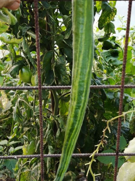  - SEMINTE DOVLECEL SARPE - D 200 TRICHOSANTES CUCUMERINA