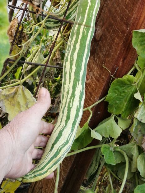  - SEMINTE DOVLECEL SARPE - D 200 TRICHOSANTES CUCUMERINA