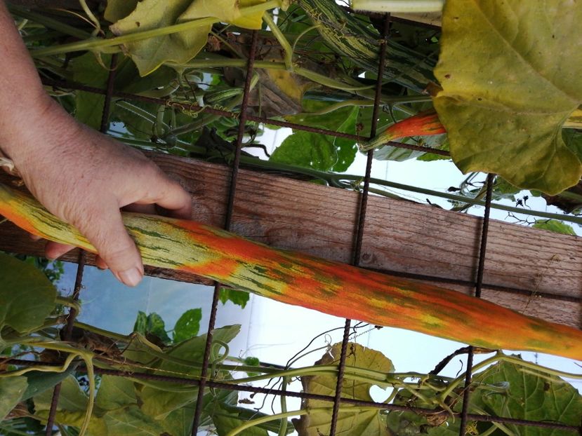  - SEMINTE DOVLECEL SARPE - D 200 TRICHOSANTES CUCUMERINA