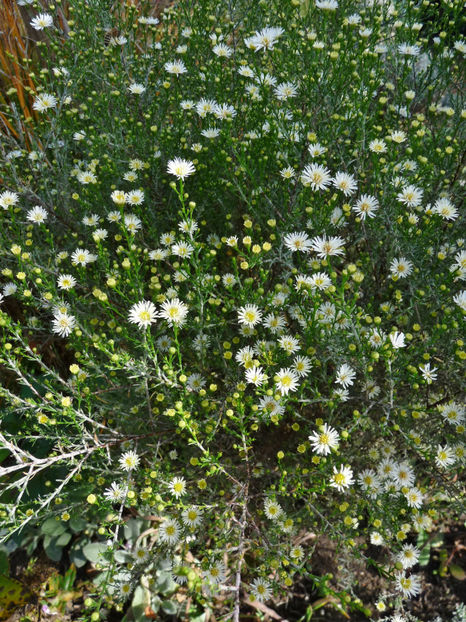  - 2022 - 03 - Toamna