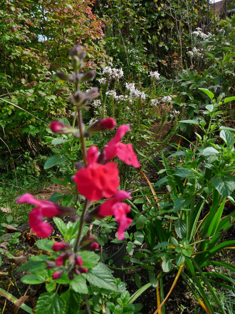  - 2022 - 03 - Toamna