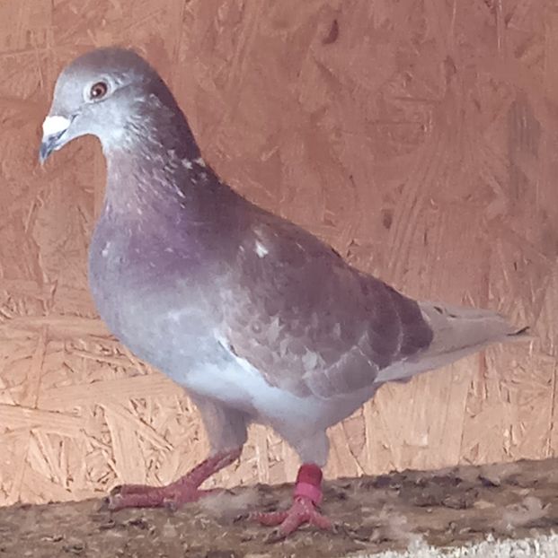 Mascul 22-920....-15 lei - Porumbei vanduti